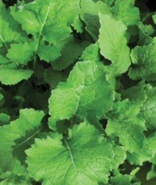 Seven Top Turnip Greens