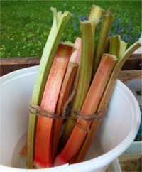 Rhubarb