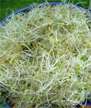 Alfalfa Sprouting Seed