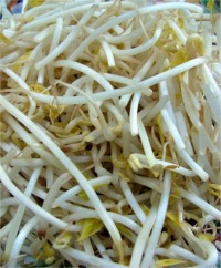 Sprouting Seeds