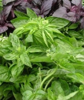Sweet Broadleaf Basil