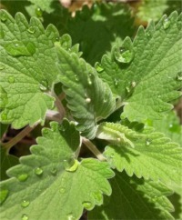 Catnip