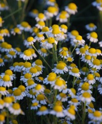 Chamomile