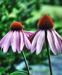 Echinacea Root