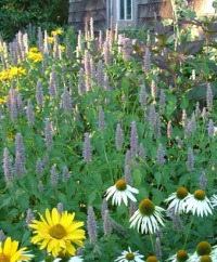 Anise Hyssop