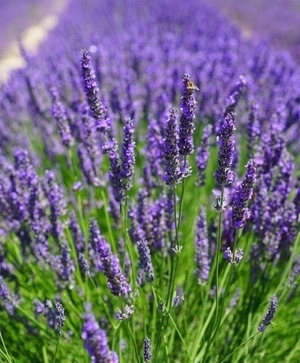 Lavender