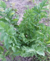 Lovage