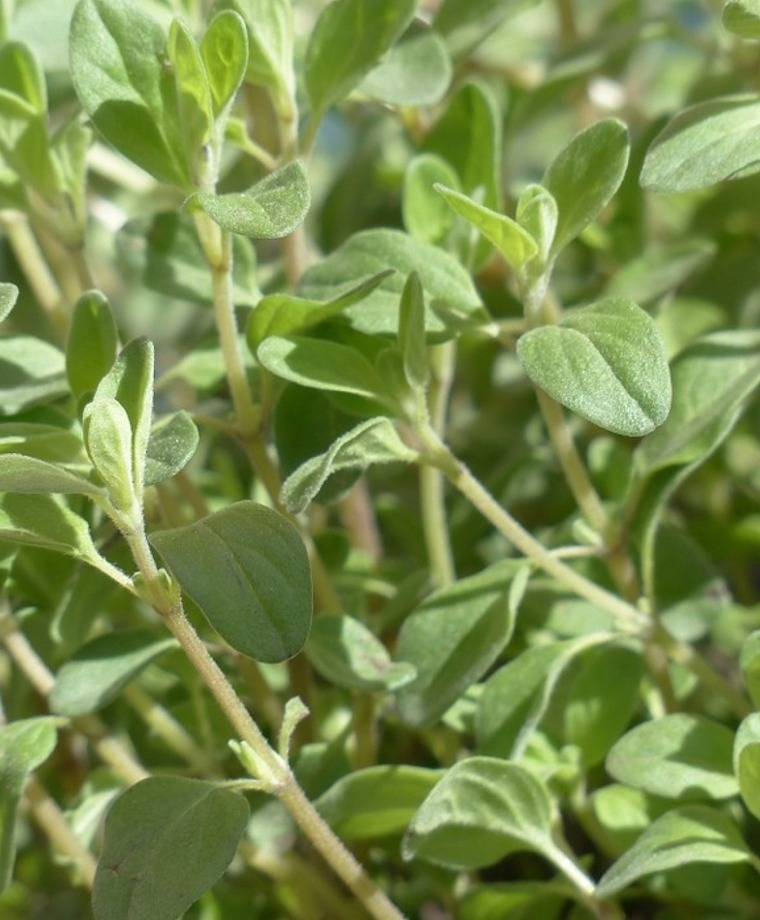 Marjoram
