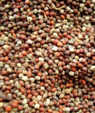 Brown Mustard Seed