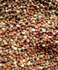 Brown Mustard Seed