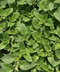 Oregano