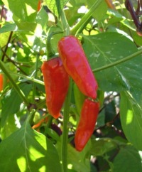 Paprika Peppers