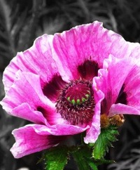 Breadseed Poppies