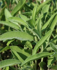 Sage