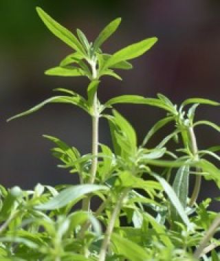 Aromata Summer Savory