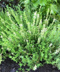 Thyme