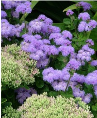 Cutting Ageratum