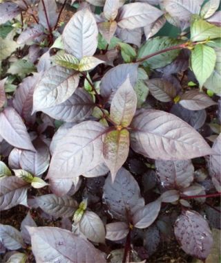 Purple Knight Alternanthera