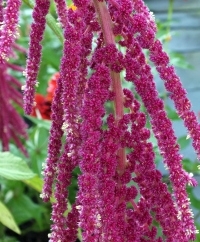 Love Lies Bleeding Amaranth