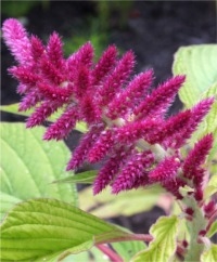Love Lies Bleeding Amaranth