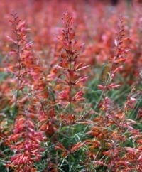 Sunset Hyssop
