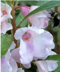 Balsam