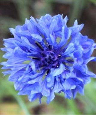 Blue Boy Bachelor Buttons