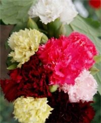 Carnation