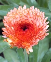Calendula