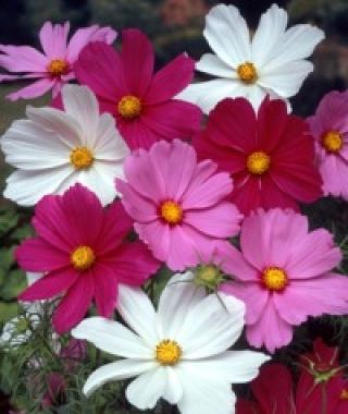 The Early Sensation Cosmos Mixture