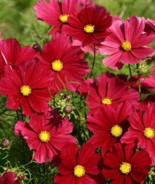 Rubenza Cosmos