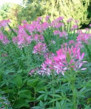 Rose Queen Spider Flower