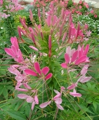 Spider Flowers