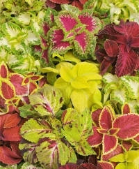 Coleus