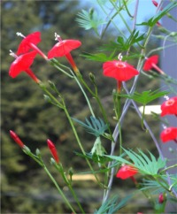 Cardinal Climber