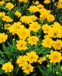 Coreopsis 