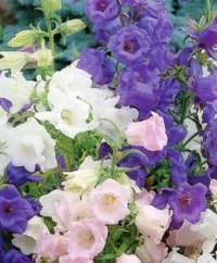 Canterbury Bells