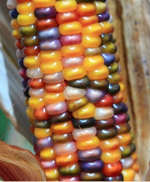 Ornamental Corn