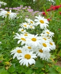 Shasta Daisies