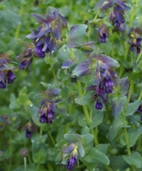 Honeywort