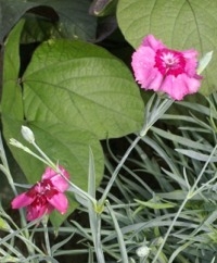 Cottage Pinks