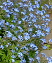 Forget-Me-Nots