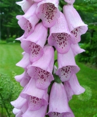 Foxglove