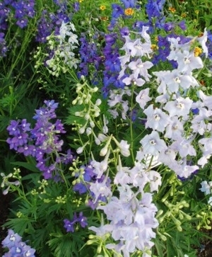 Delphinium