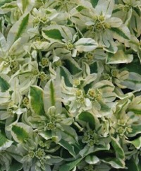 Euphorbia