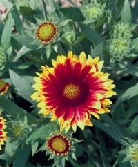 Blanket Flower