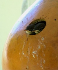 Large Fruited
