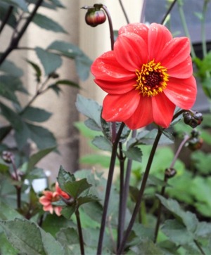 Dahlias