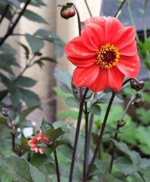 Dahlias