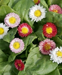 English Daisy